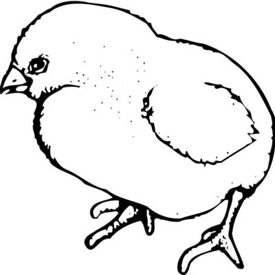 CHICK020 Thumbnail