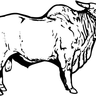 COW018 Thumbnail