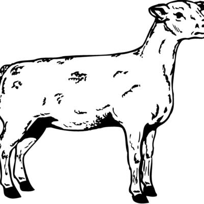 SHEEP005 Thumbnail