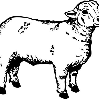 SHEEP006 Thumbnail