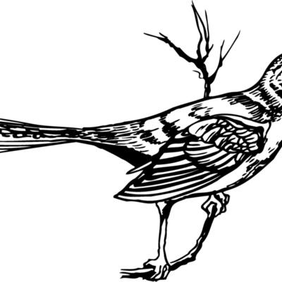 BIRD028 Thumbnail