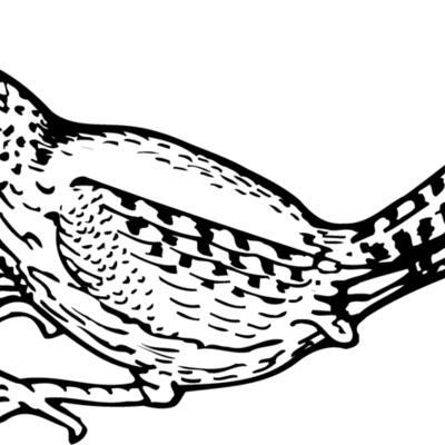 BIRD041 Thumbnail