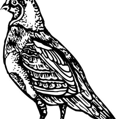 BIRD042 Thumbnail