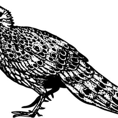 BIRD060 Thumbnail