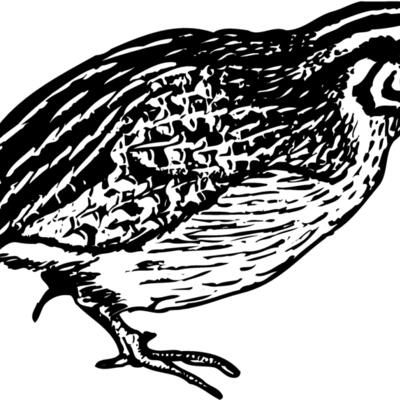 BIRD065 Thumbnail