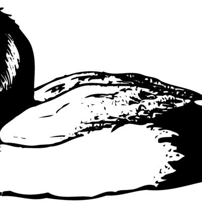 BIRD103 Thumbnail