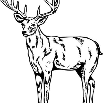 DEER021 Thumbnail