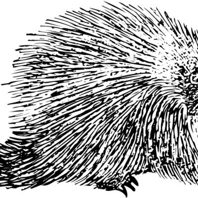 PORC002 Thumbnail