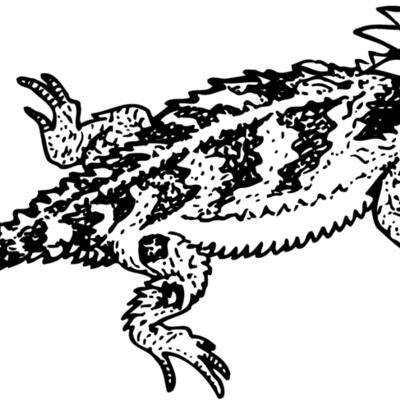 IGUANA01 Thumbnail