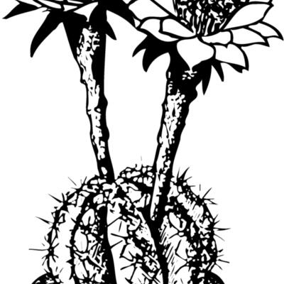 CACTUS03 Thumbnail