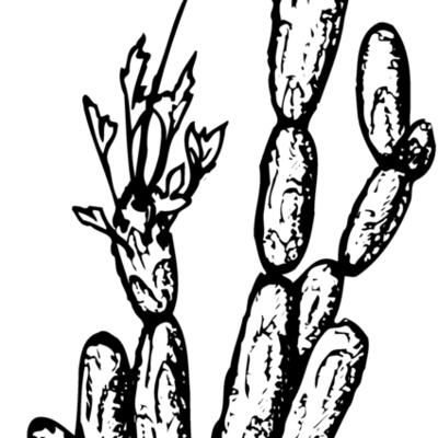 CACTUS08 Thumbnail