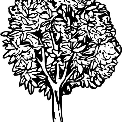 TREE0014 Thumbnail